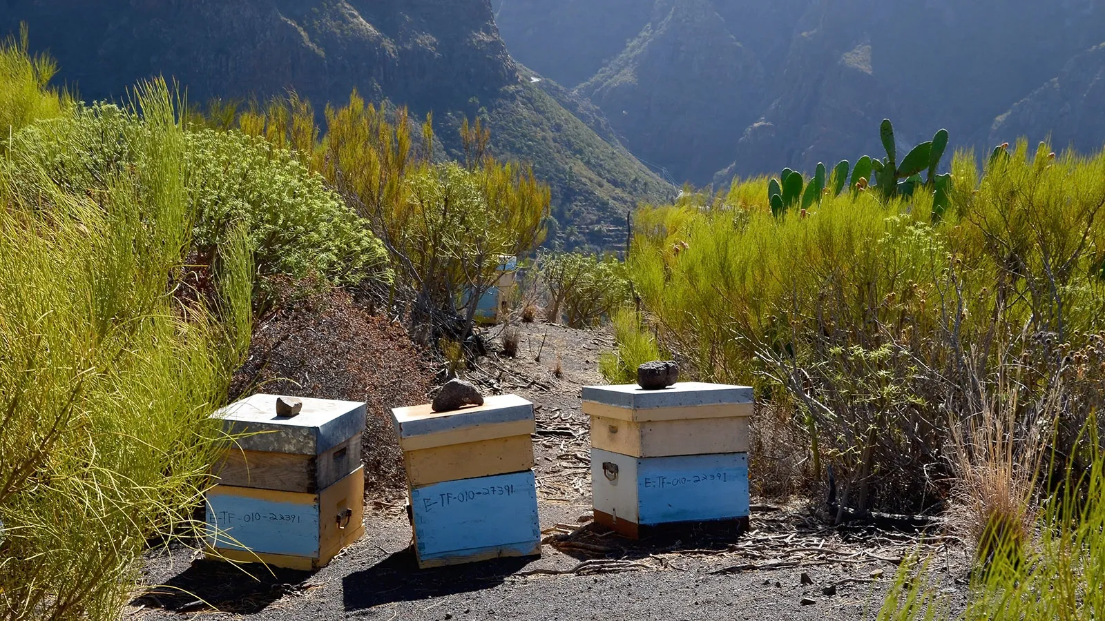 Honig aus Teneriffa