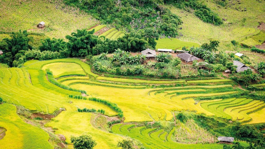 Vietnam und Kambodscha Reisfeld