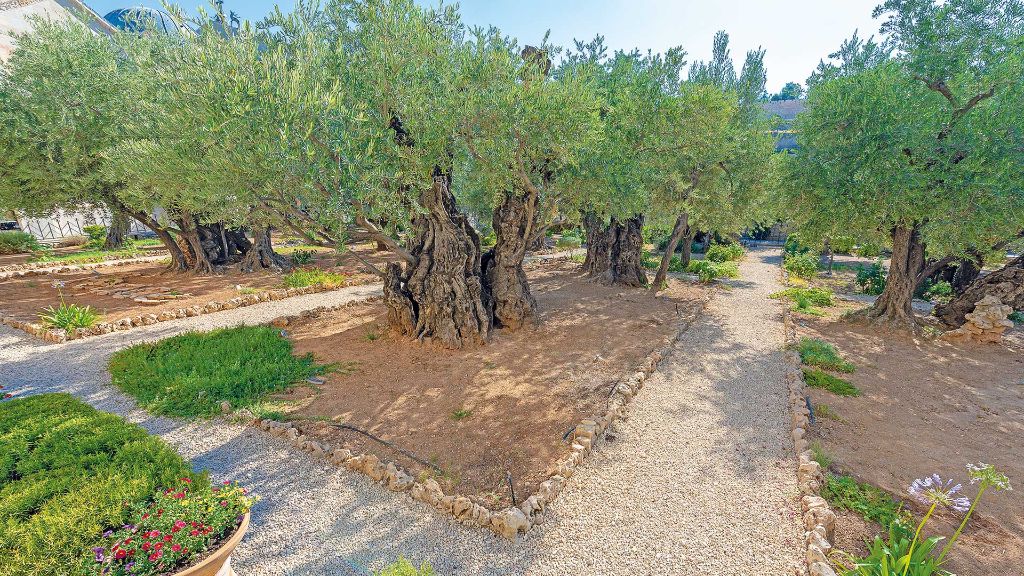 Israel  Israel für Entdecker - Garten Gethsemane