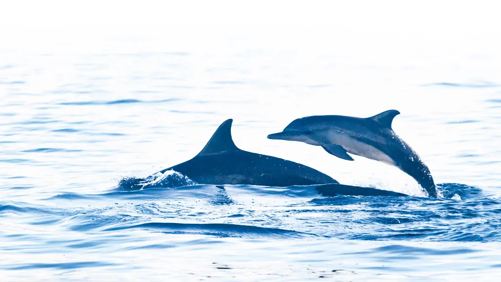 Bali_Bootsausflug zur Delfin-Beobachtung