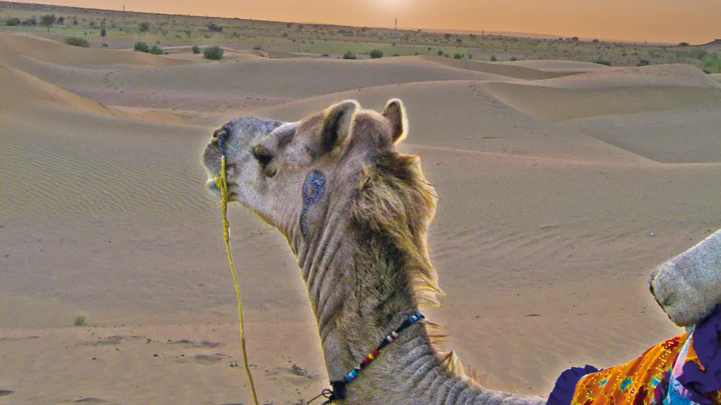 Magisches-Indien_Kamel_2