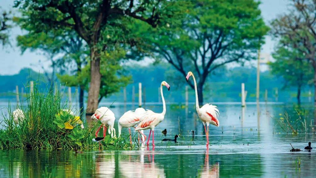 Magisches-Indien_Keoladeo-Nationalpark