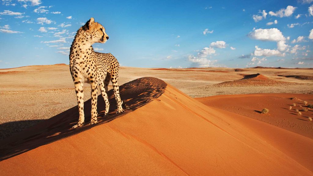 Afrika  Magisches Namibia - Gepard in der Wüste