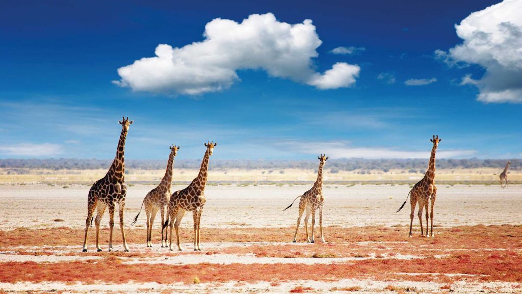 Afrika  Magisches Namibia - In den Weiten der Kalahari
