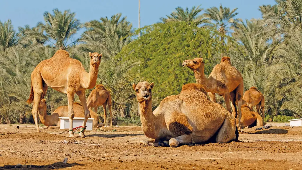 Bahrain  Die Perle im arabischen Golf - Königliche Kamelfarm