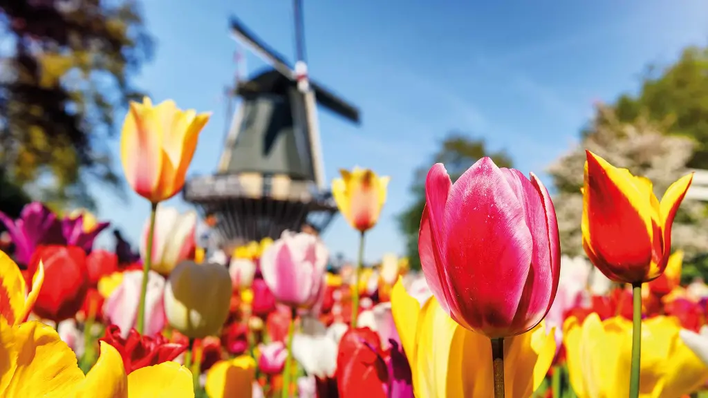 Holland Mit A-ROSA zur Tulpenblüte - Tulpenwiese