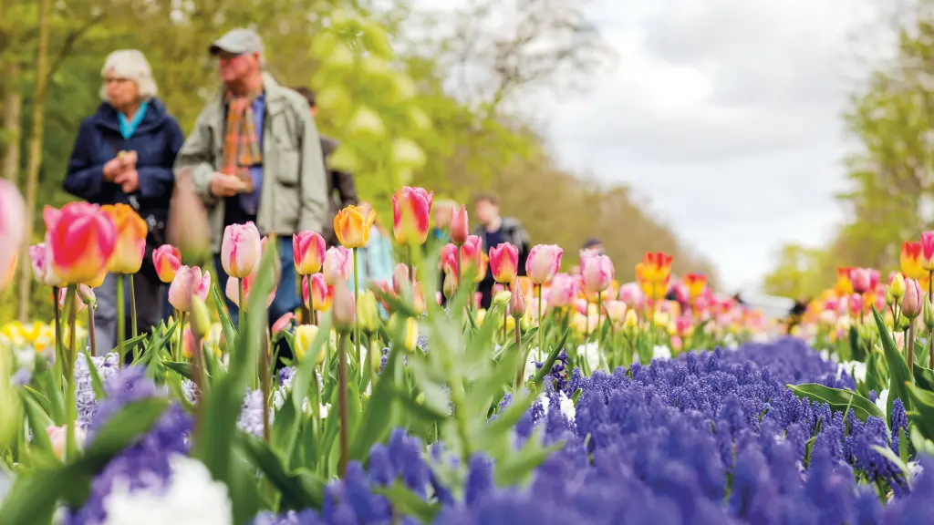 5339_A-ROSA-Tulpenblüte_Keukenhof_3_1