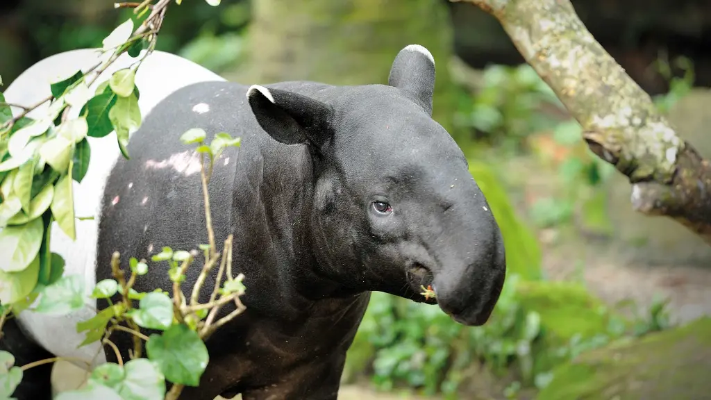 Malaysia & Singapur Asiatischer Tapir