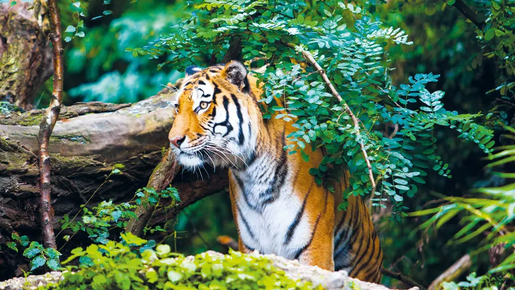Malaysia & Singapur Malaysia-Tiger