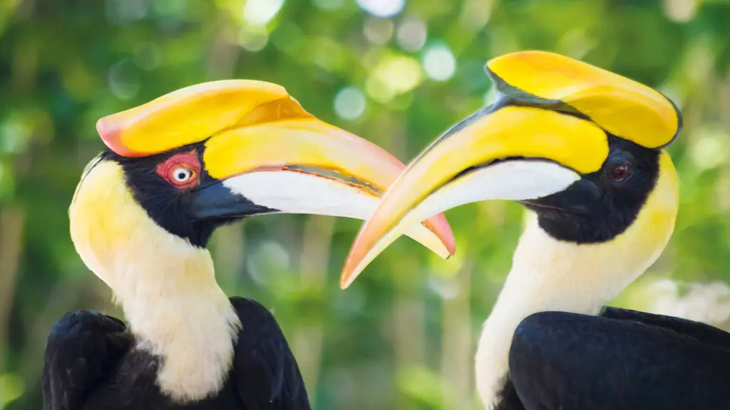 Malaysia & Singapur Nashornvogel