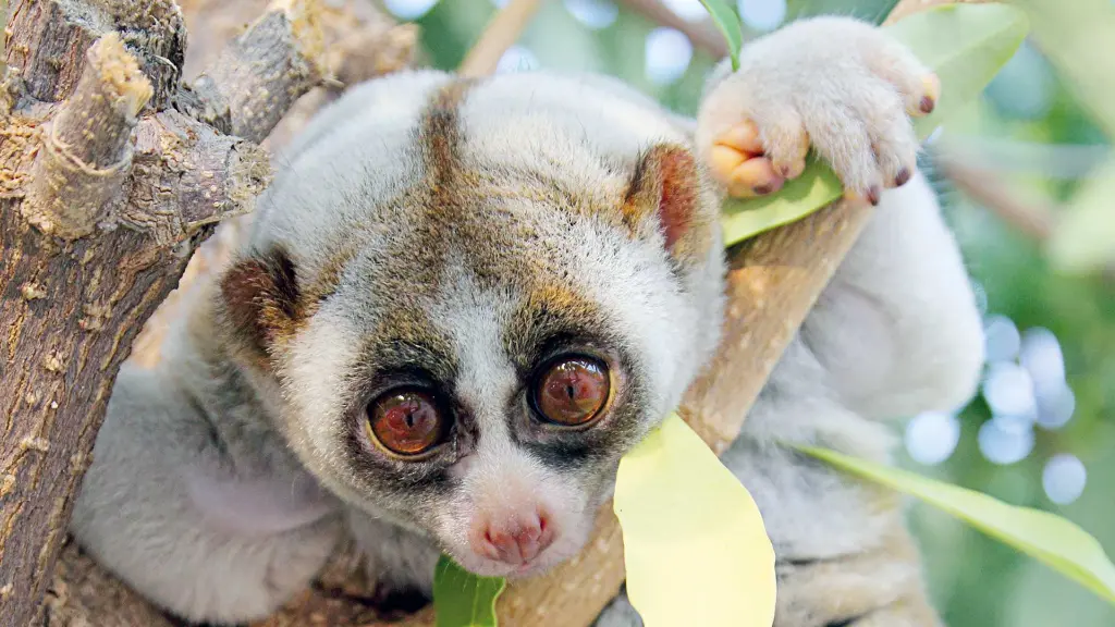 Malaysia & Singapur Plumplori-Affe
