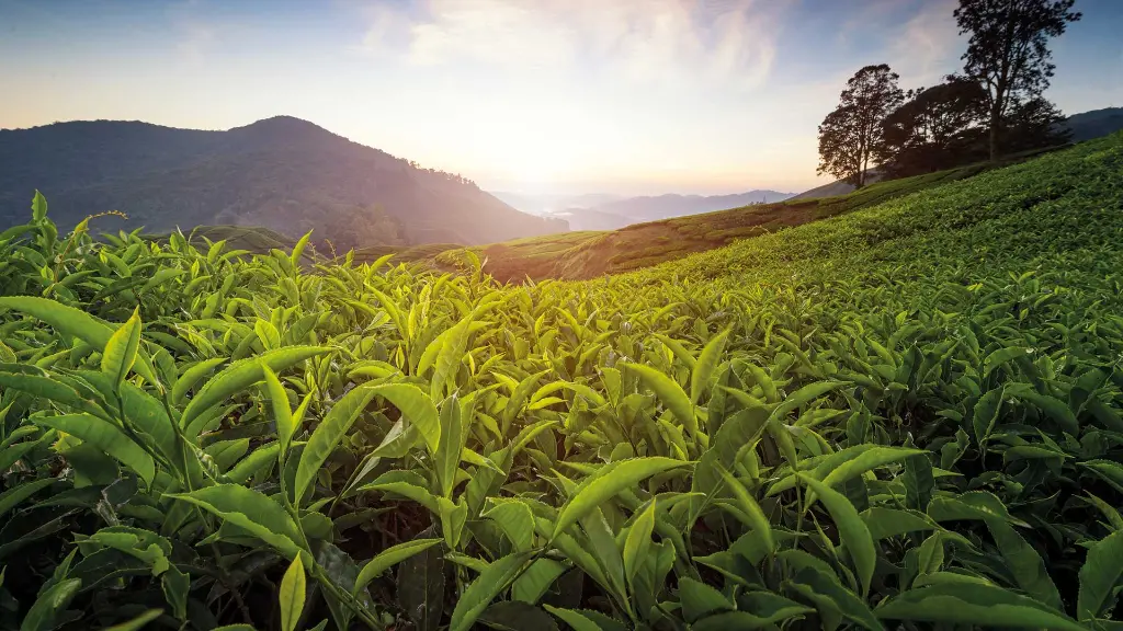 Malaysia & Singapur Tee Plantage