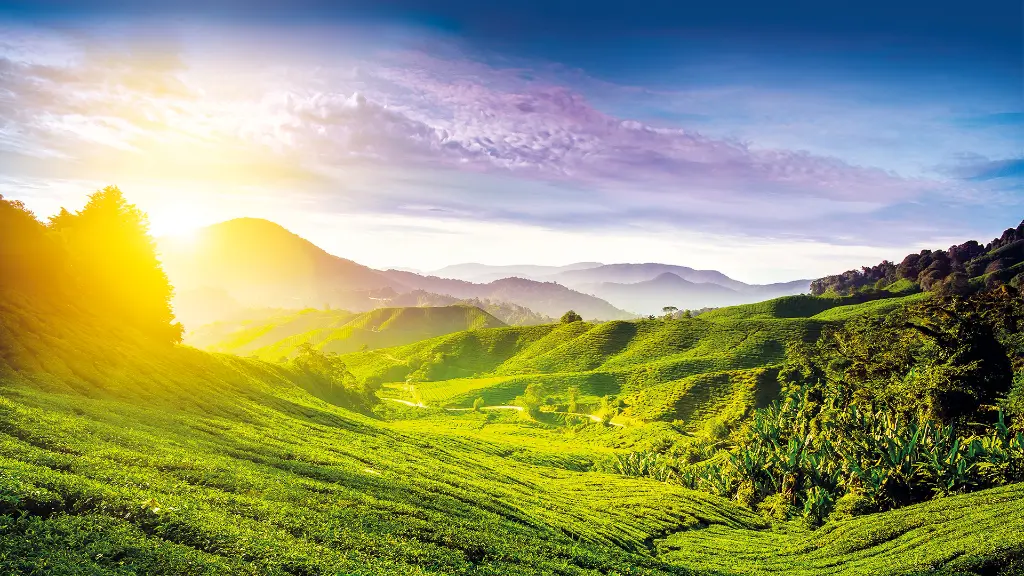 Malaysia & Singapur Tee Plantage