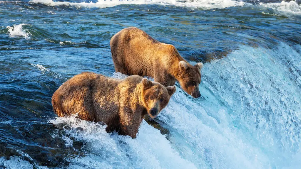Faszination Westkanada und Alaska - Bären in Alaska