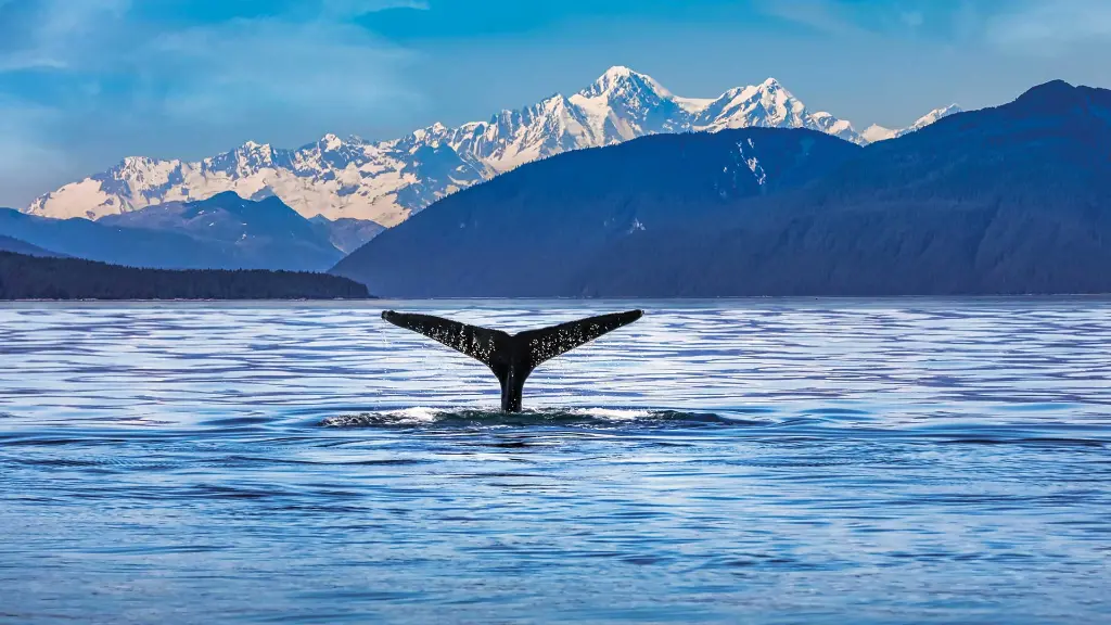 Faszination Westkanada und Alaska - Wal vor Juneau