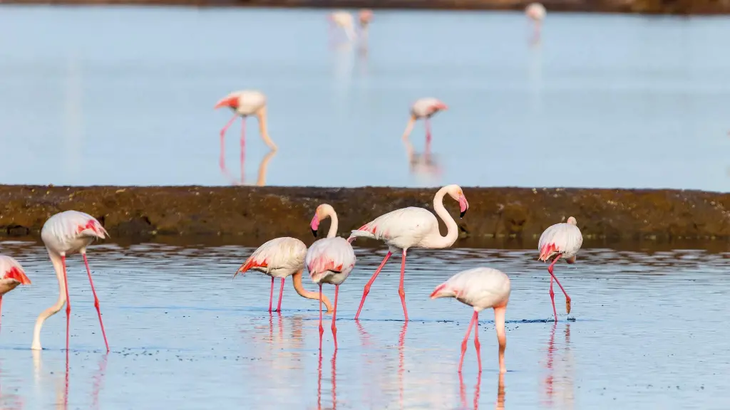 Spanien unterwegs an der Costa de la Luz - Flamingos