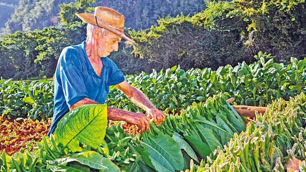Kuba Viñales Tabakfarmen