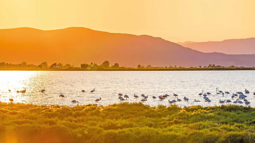 Spanien Kururlaub Costa Dorada - Sonnenuntergang Flamingo