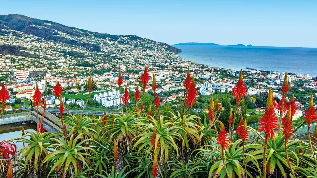 Blütenzauber auf Madeira Aussichtspunkt Pico dos Barcelos