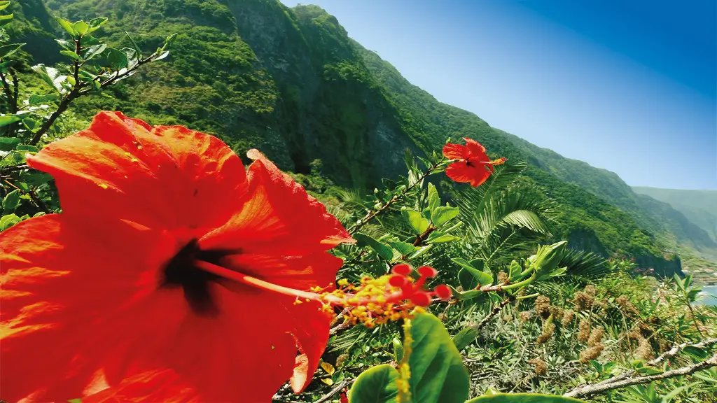 Herrliche Hibiskusblüten