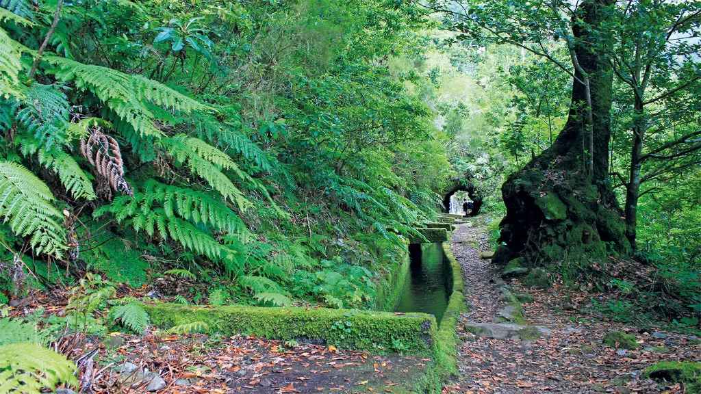 Zubuchbarer Ausflug: Laurisilva-Wald