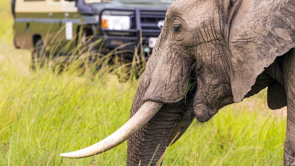 Faszination Südafrika Elefant