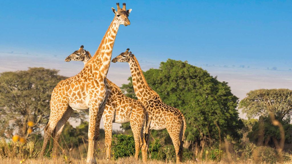 Faszination Südafrika Giraffen 2