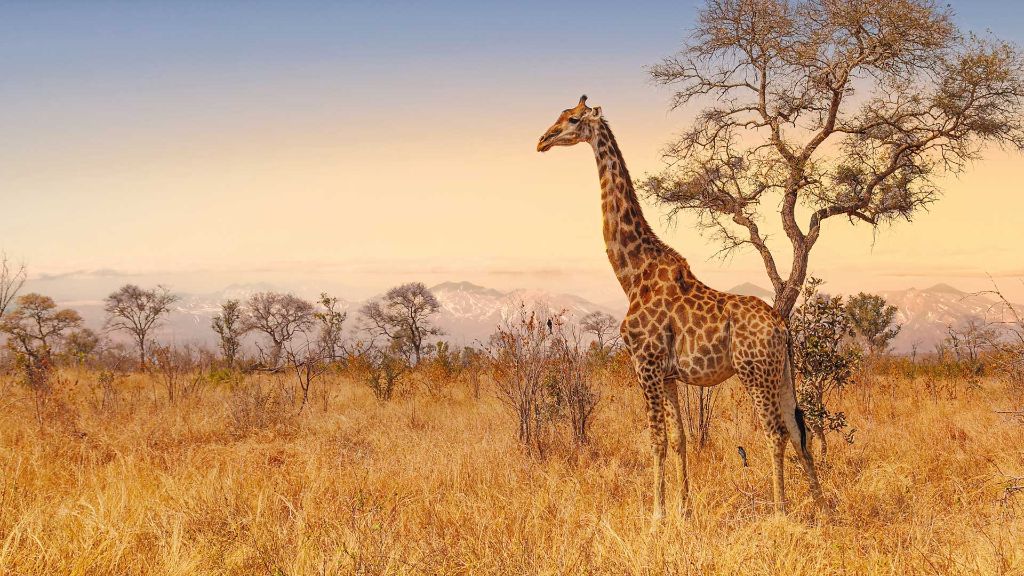 Faszination Südafrika Giraffen 3