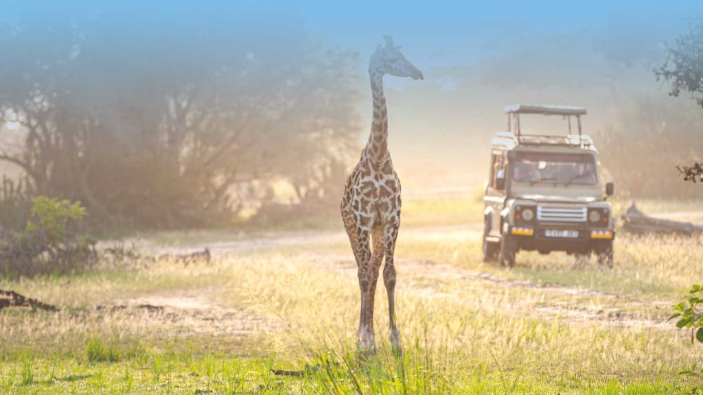 Faszination Südafrika Giraffen 4