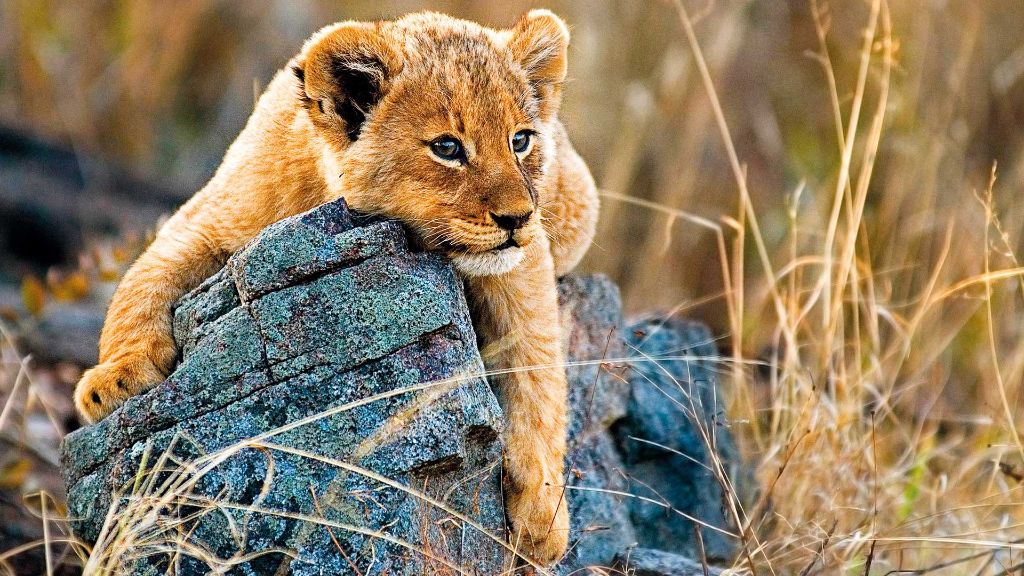 Faszination Südafrika Löwen Kleines