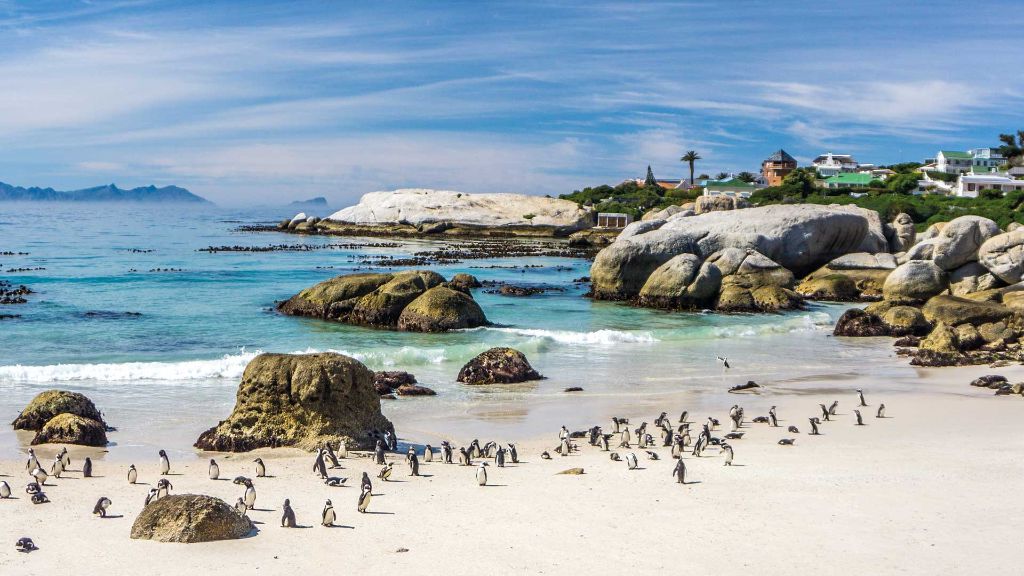 Faszination Südafrika Pinguine am Boulders Beach