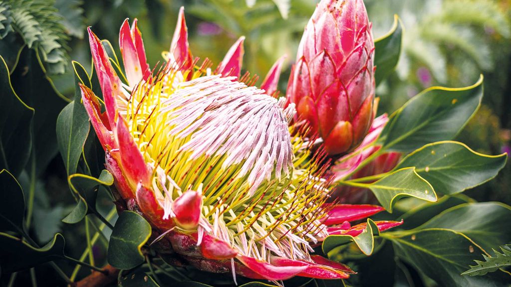 Faszination Südafrika Protea, die Nationalpflanze Südafrikas