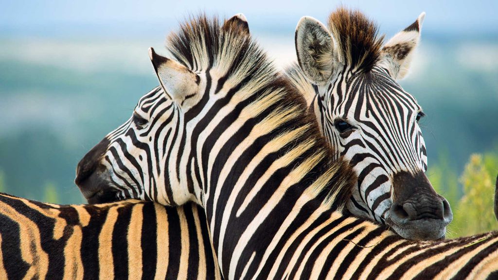 Faszination Südafrika Zebras