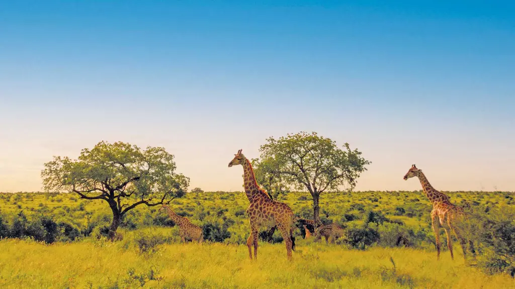 Faszination-Suedafrika-Giraffen