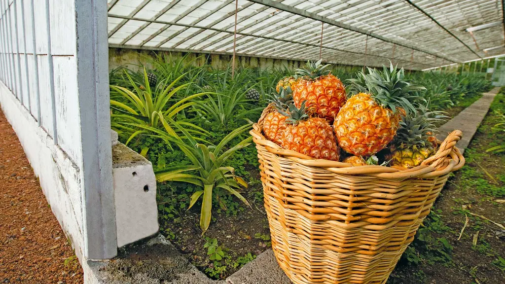 Azoren-Insel São Miguel Ananasplantage