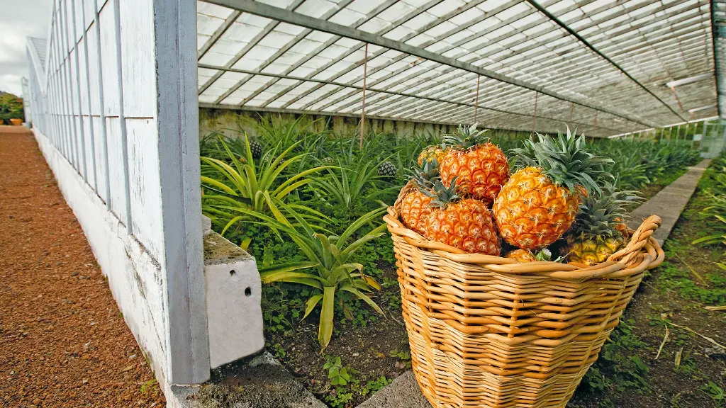 Azoren_Insel_Sao_Miguel_Ananas-Plantage