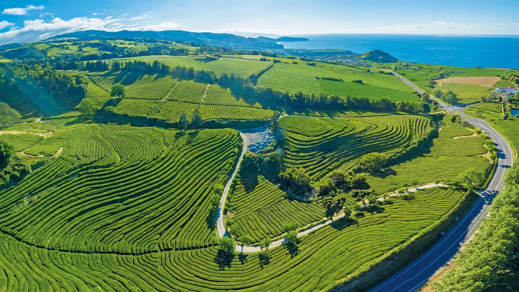Azoren_Insel_Sao_Miguel_Teeplantage_Cha_Gorreana