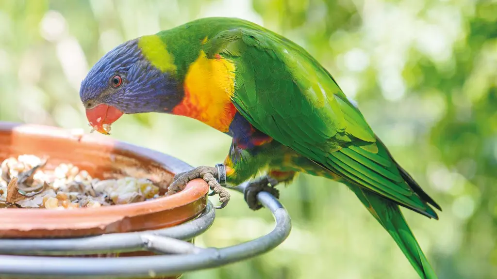 Teneriffa-Unser Sonnenhit Bunte Papageien im Loro Parque