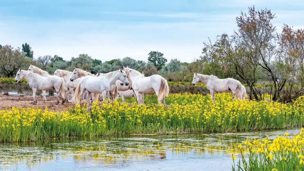 5866_suedfrankreich-mit-allen-sinnen_content_1920x1080px_camargue-pferde