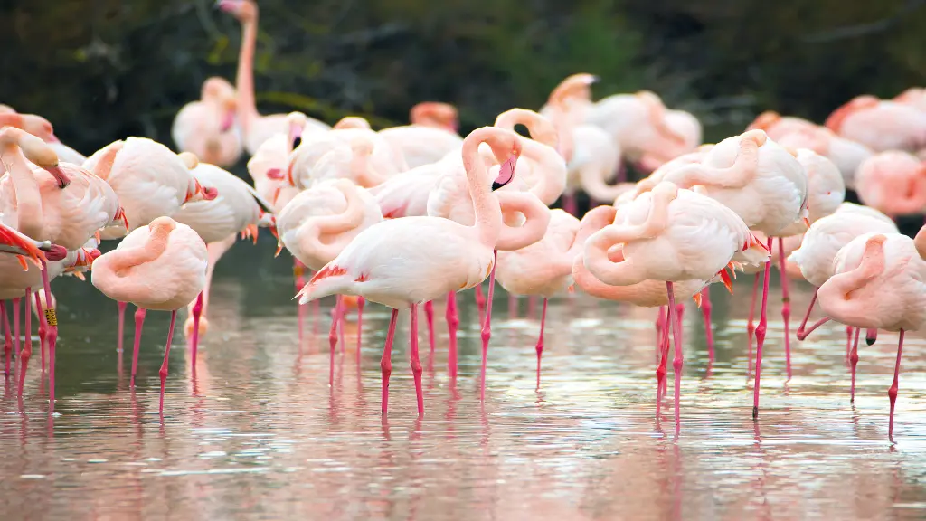 5866_suedfrankreich-mit-allen-sinnen_content_1920x1080px_flamingo