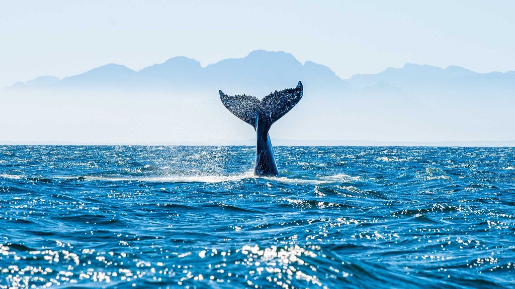 Island Gletcher, Geysire & gastfreundliche Wikinger - Spannende Wal- und Delfinbeobachtungsfahrt