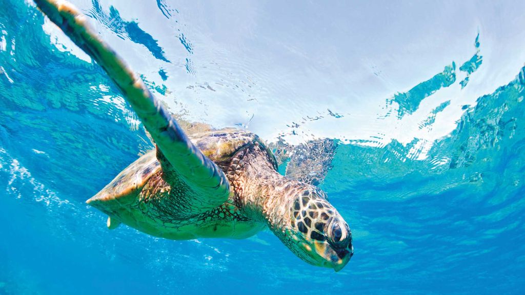 Märchenreiche im Morgenland Schildkröte