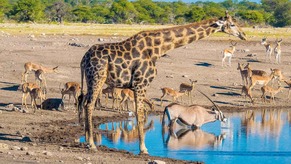 5893-94_Namibia_content_1920x1080px_Etosha-Nationalpark