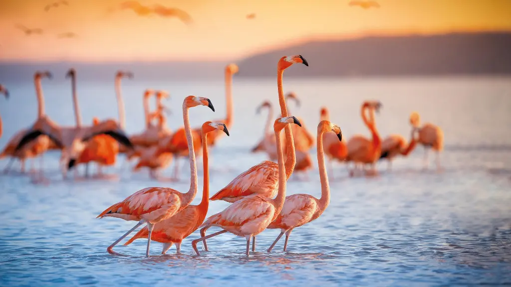 5893-94_Namibia_content_1920x1080px_Flamingos