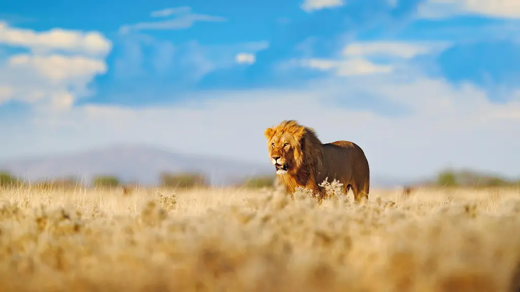 5893-94_Namibia_content_1920x1080px_Loewe