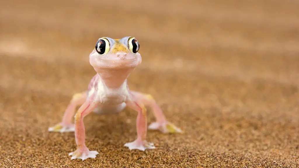5893-94_Namibia_content_1920x1080px_Namibgecko