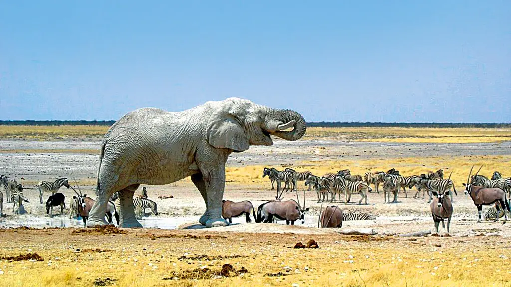 5893-94_Namibia_content_1920x1080px_Salzpfannensee_Etosha-Nationalpark
