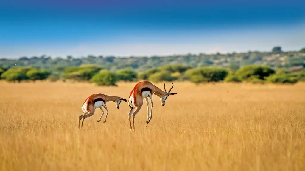 5893-94_Namibia_content_1920x1080px_Springboecke_Kalahari