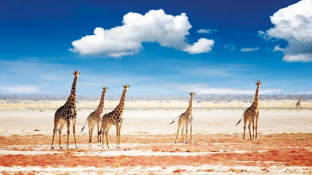 5893-94_Namibia_content_1920x1080px_giraffen_kalahari