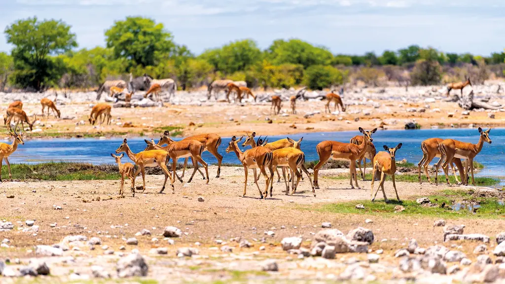 5893-94_Namibia_content_1920x1080px_wasserloch_etosha